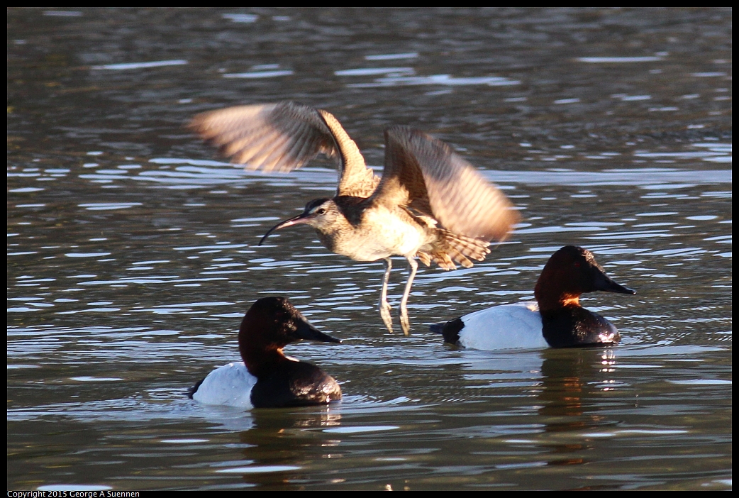 0213-081954-03.jpg - Long-billed Curlew and Canvasback