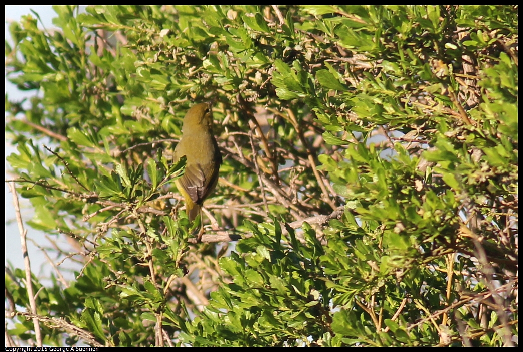 0213-084343-02.jpg - Orange-crowned Warbler