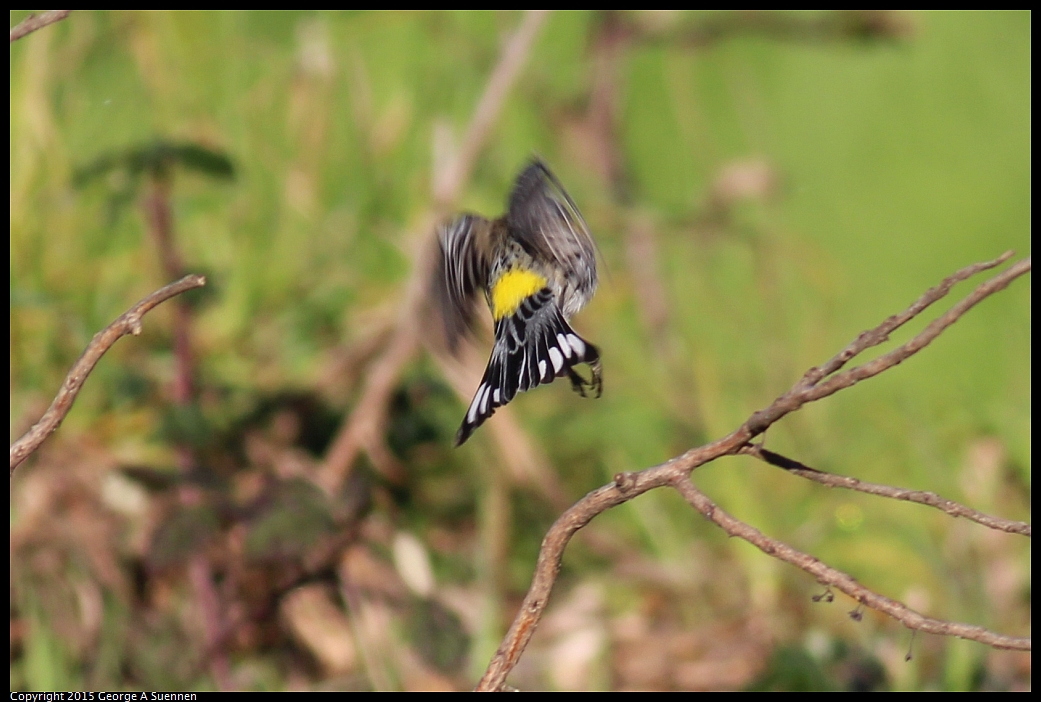 0213-084436-01.jpg - Yellow-rumped Warbler