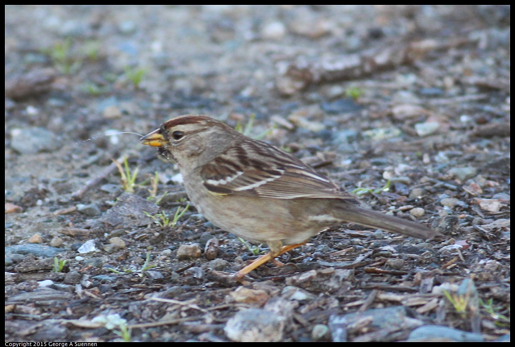 0213-084803-01.jpg - White-crowned Sparrow