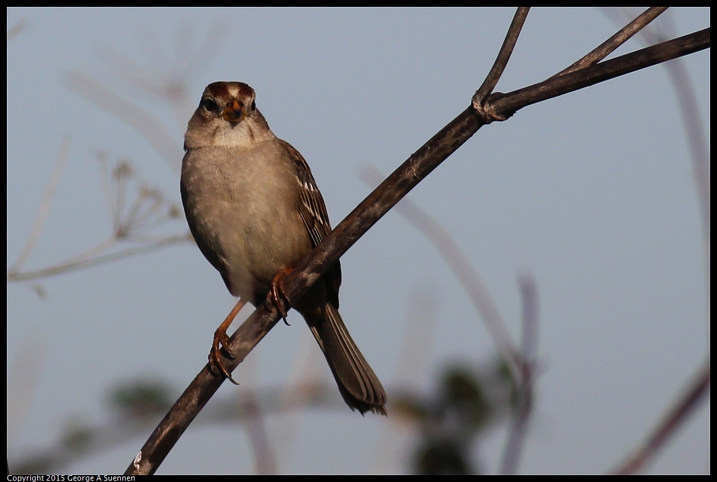 0213-091756-05.jpg - White-crowned Sparrow