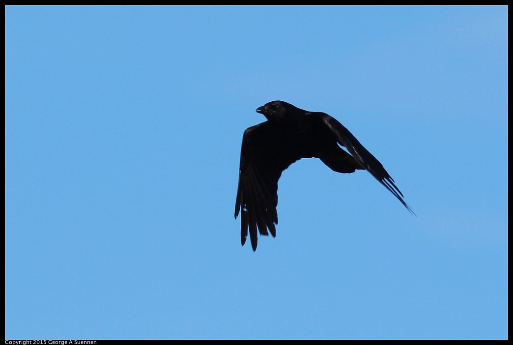 0213-093246-03.jpg - American Crow