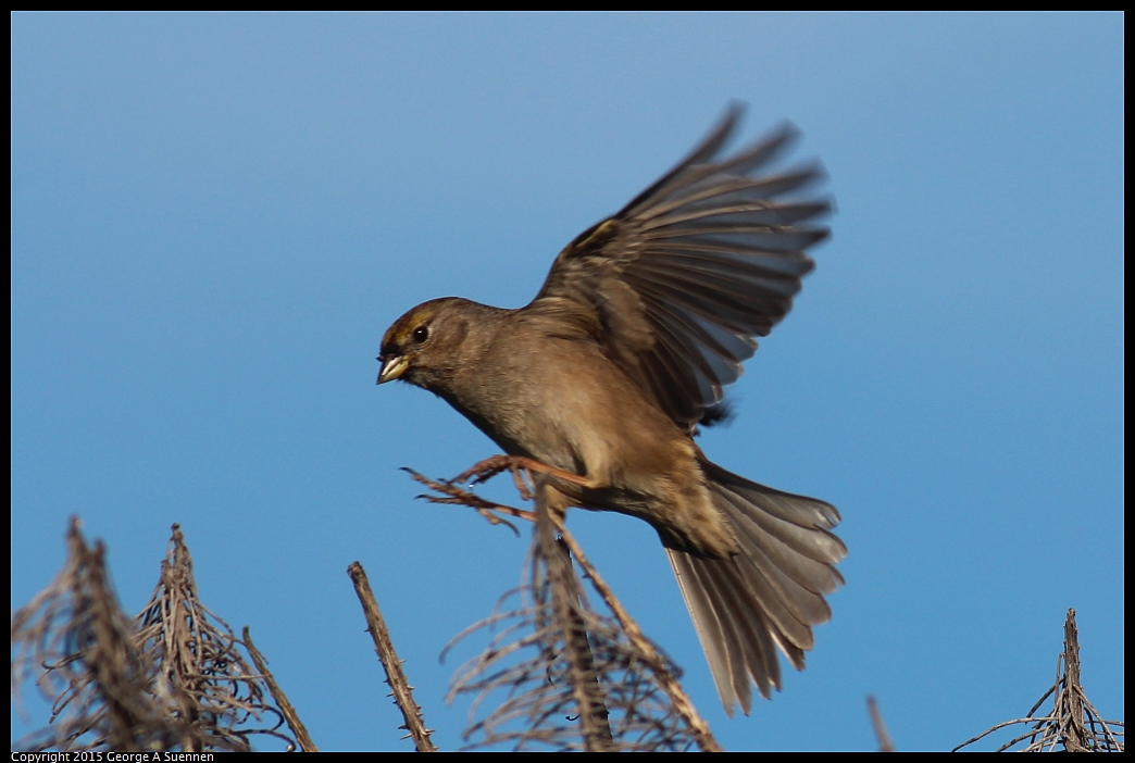 0213-093924-04.jpg - Golden-crowned Sparrow