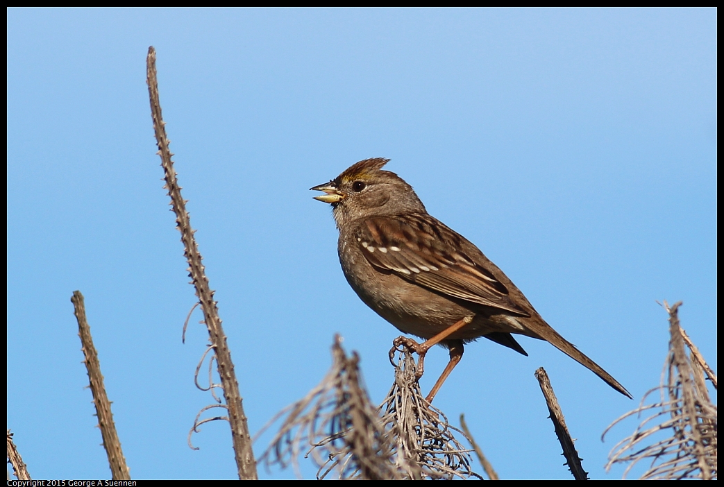 0213-093925-01.jpg - Golden-crowned Sparrow