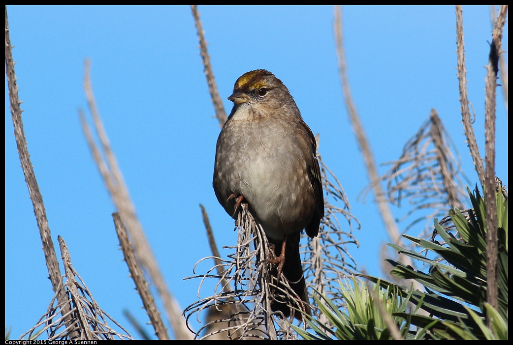 0213-093943-03.jpg - Golden-crowned Sparrow