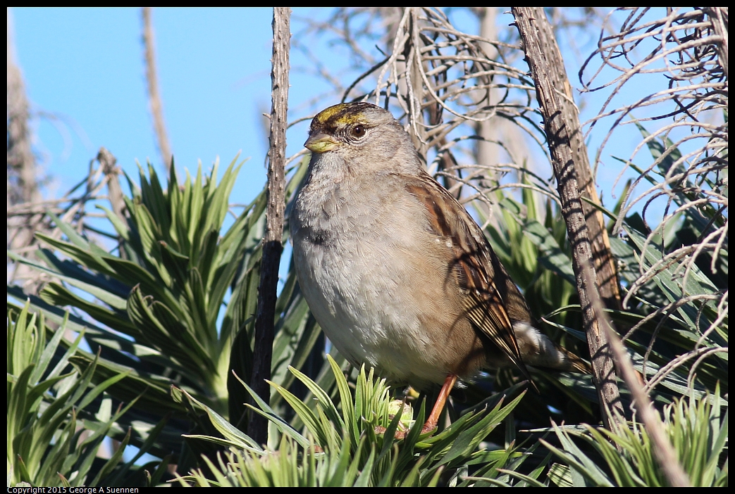 0213-094048-01.jpg - Golden-crowned Sparrow