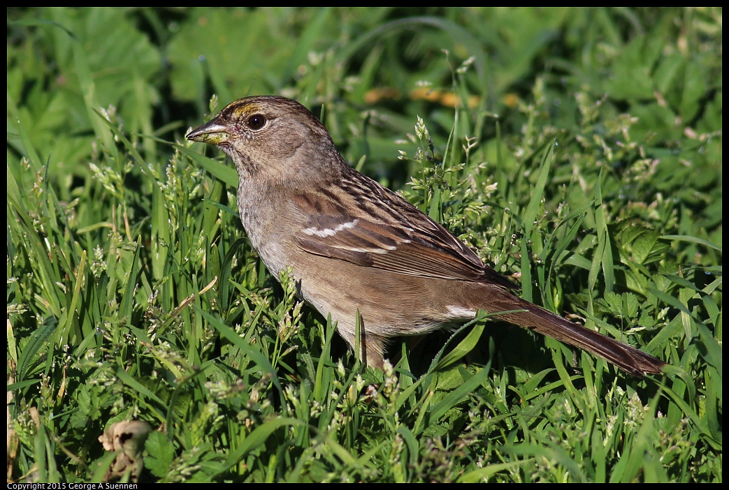 0213-094216-02.jpg - Golden-crowned Sparrow