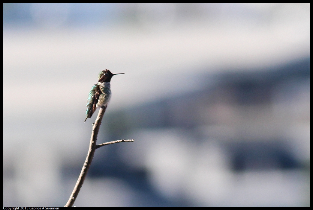 0213-100029-01.jpg - Anna's Hummingbird