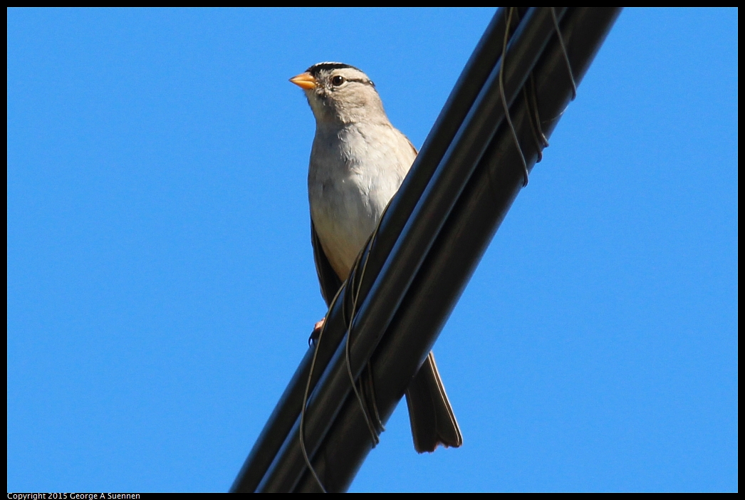 0213-100322-05.jpg - White-crowned Sparrow