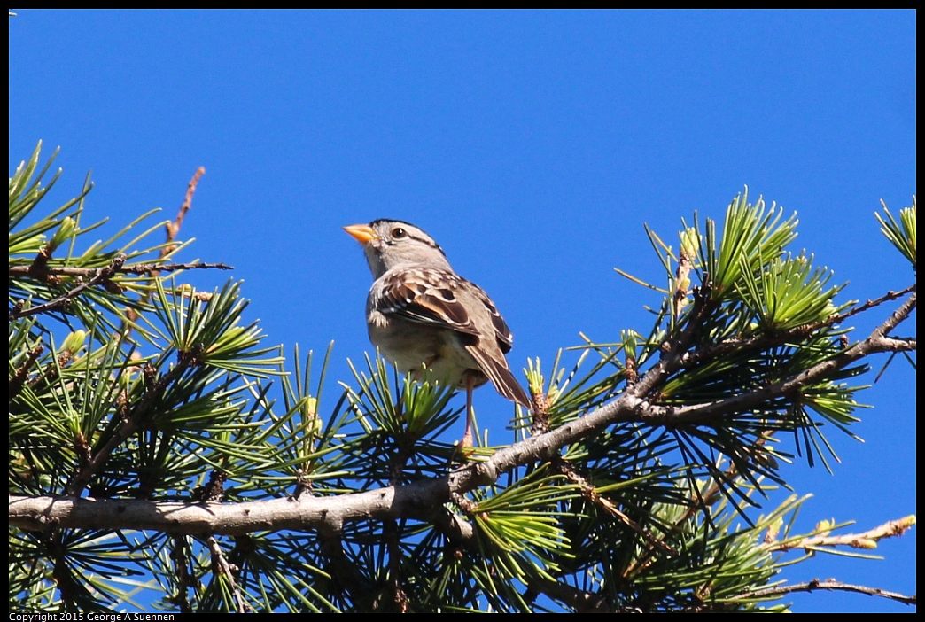 0213-100406-01.jpg - White-crowned Sparrow