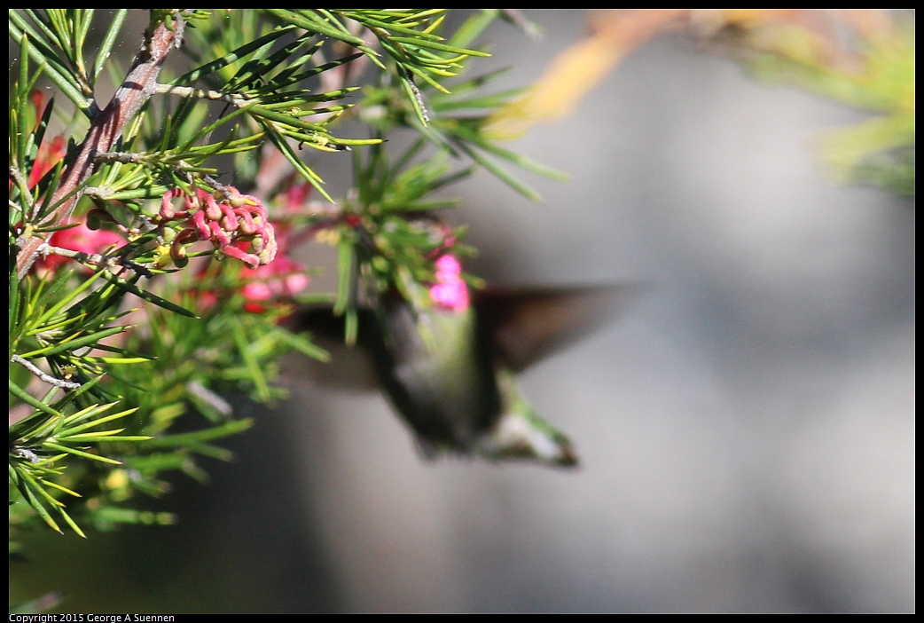 0213-100420-01.jpg - Anna's Hummingbird (almost)