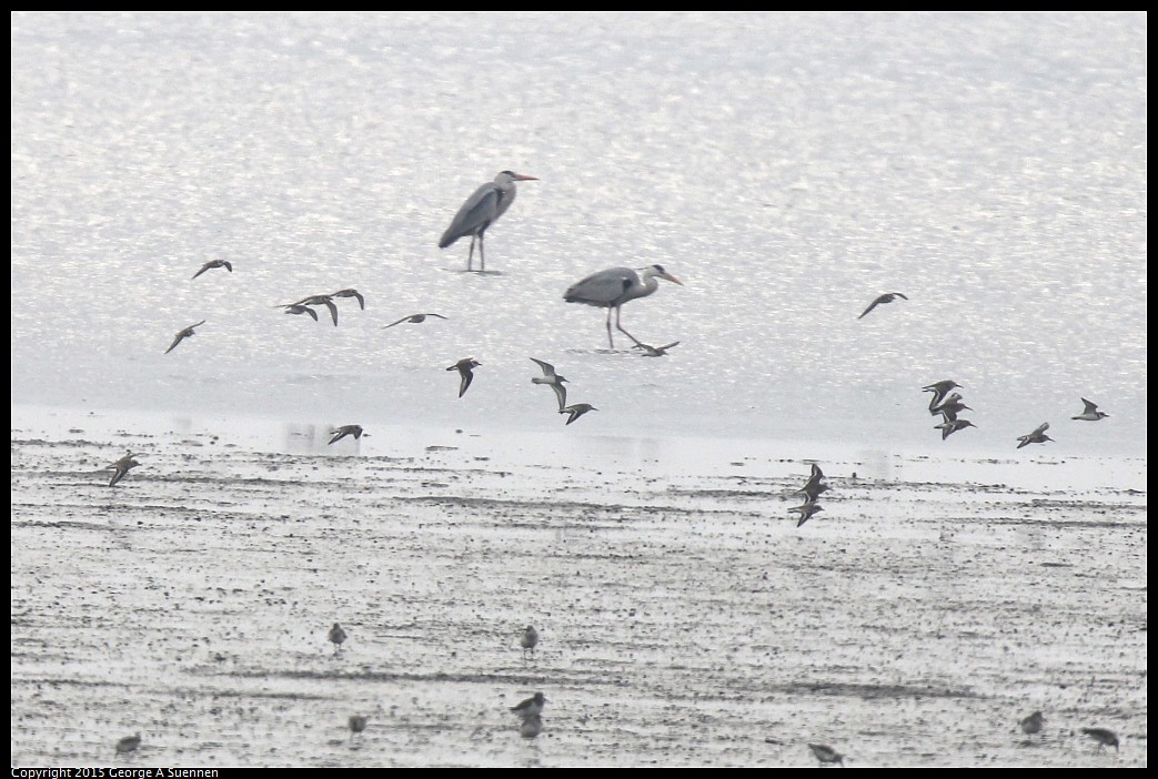 0215-152222-03_DxO.jpg - Grey Heron with Sandpipers