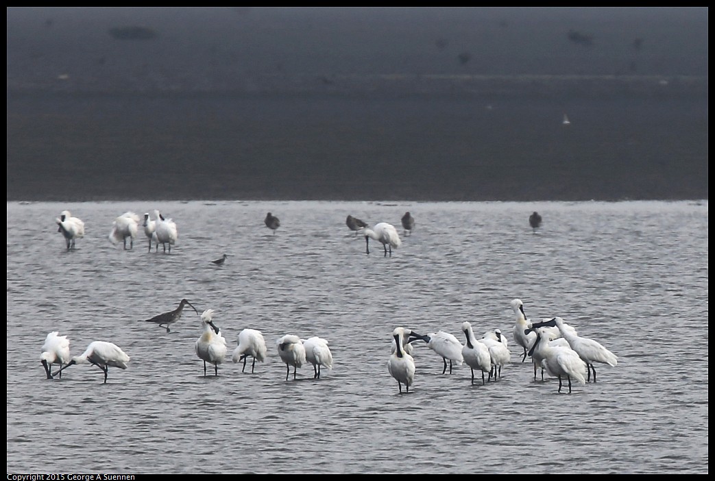 0215-154815-01_DxO.jpg - Black-faced Spoonbill and Curlew