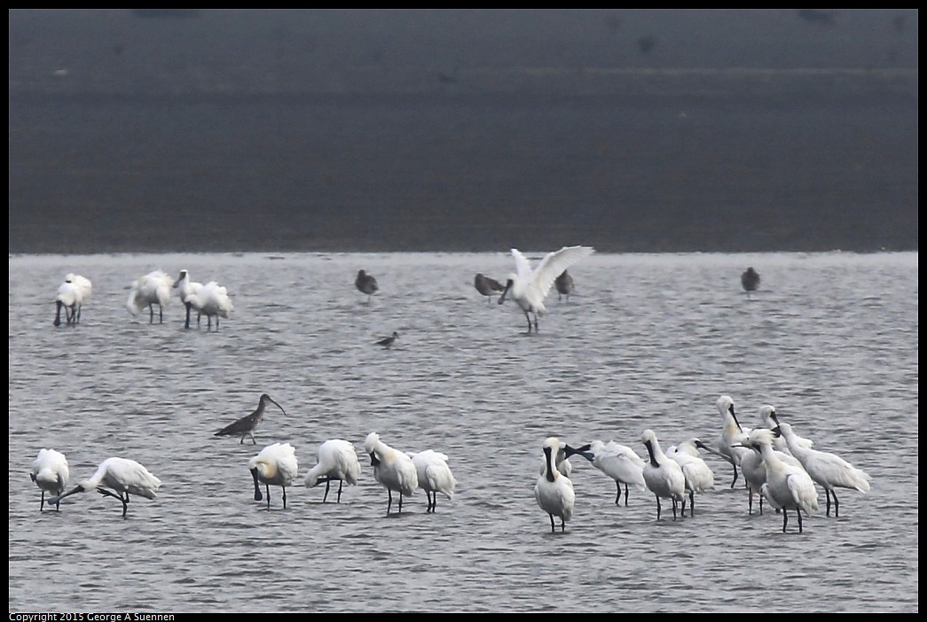 0215-154817-02_DxO.jpg - Black-faced Spoonbill and Curlew