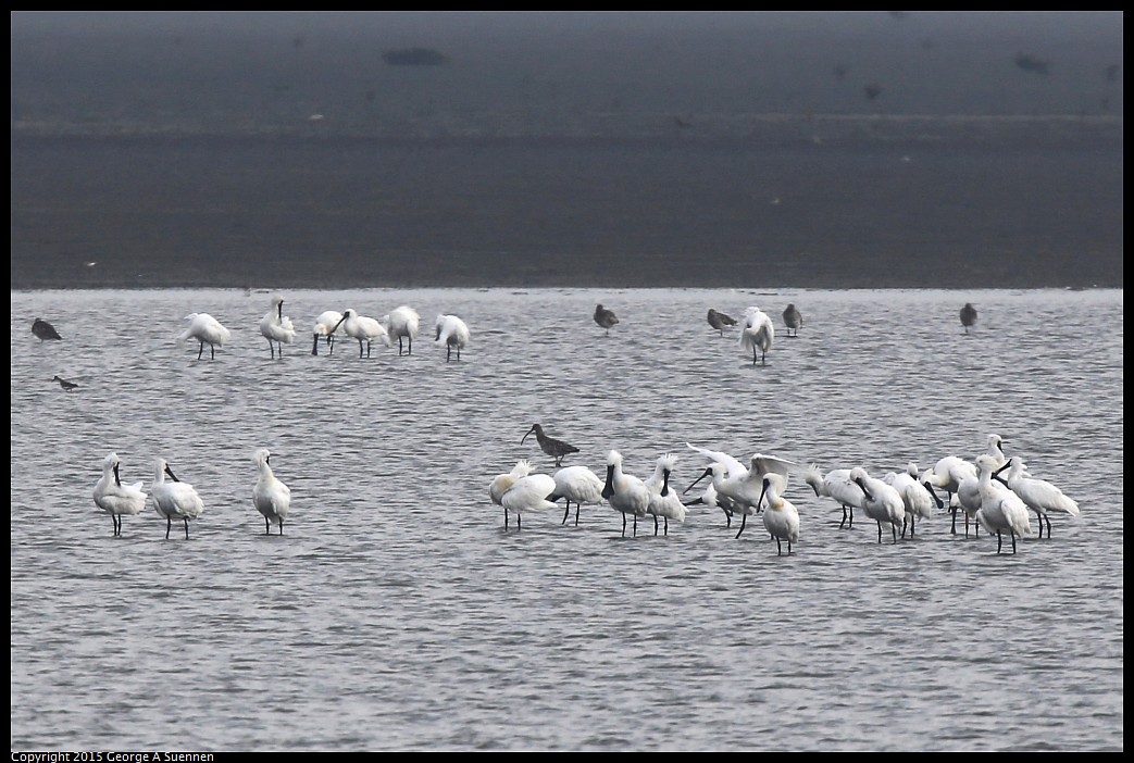 0215-154839-01_DxO.jpg - Black-faced Spoonbill and Curlew