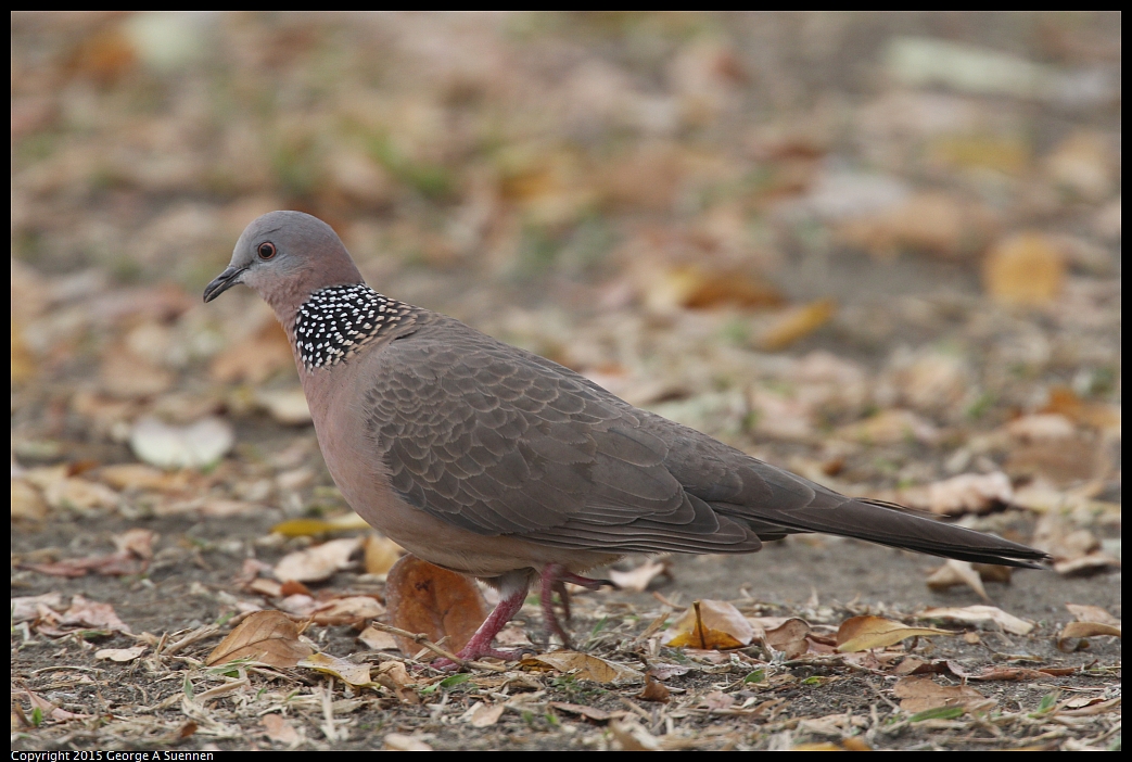 0217-083540-02.jpg - Spotted-necked Dove