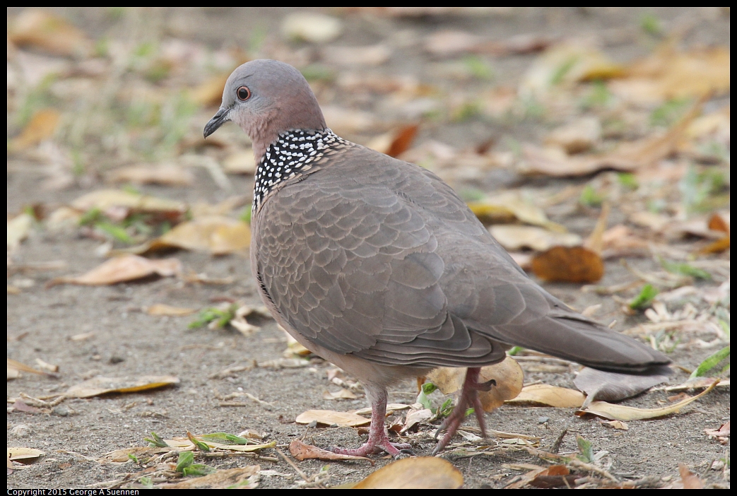 0217-083546-02.jpg - Spotted-necked Dove