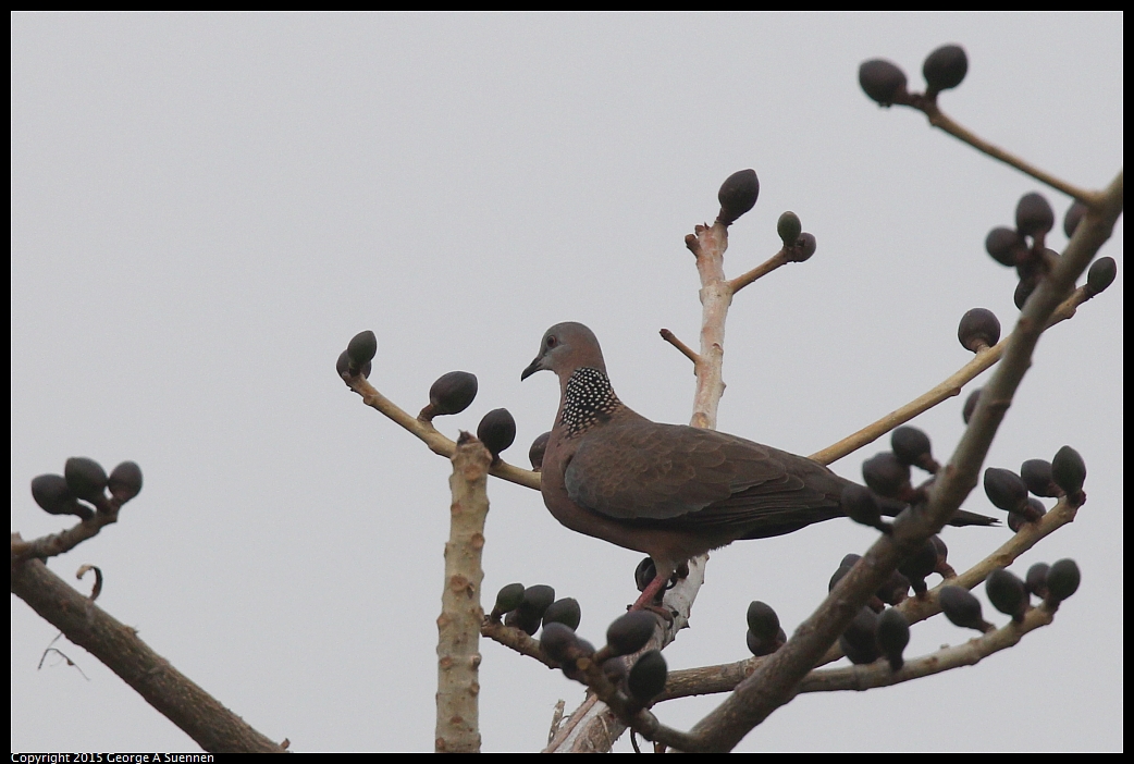 0217-084216-01.jpg - Spotted-necked Dove