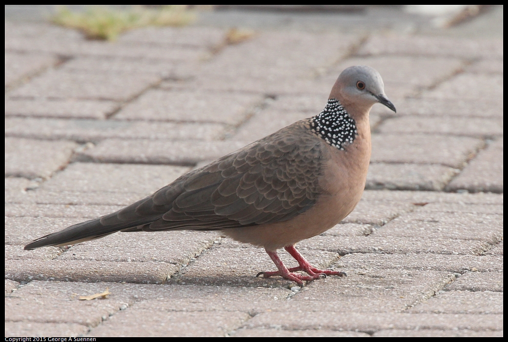 0217-090011-01.jpg - Spotted-necked Dove
