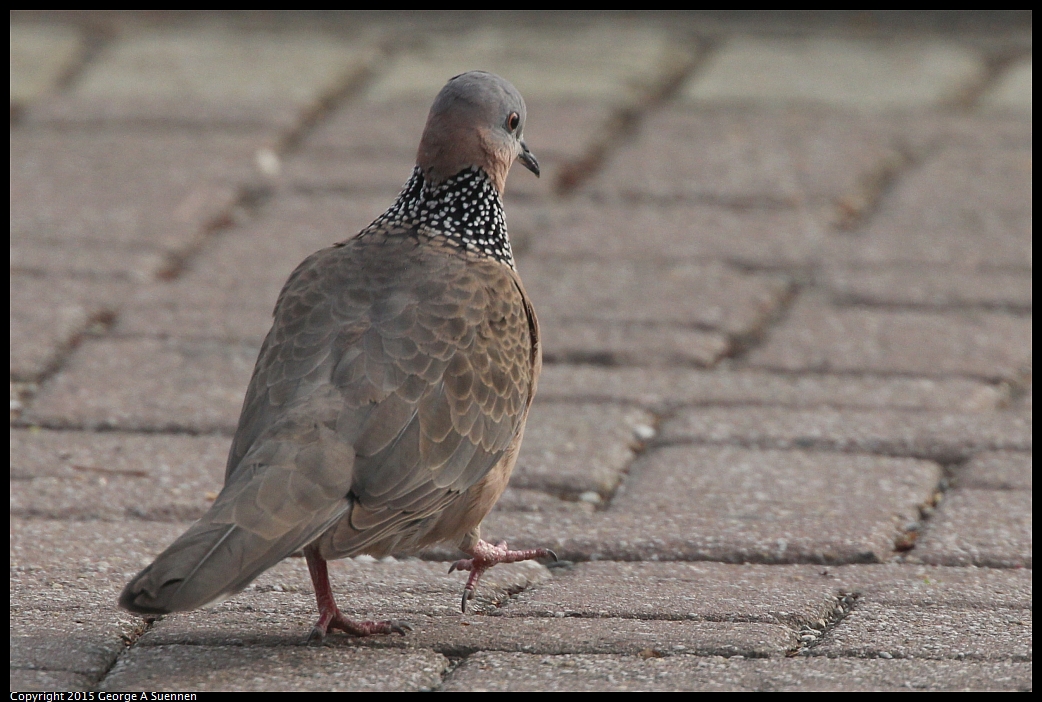 0217-090016-01.jpg - Spotted-necked Dove