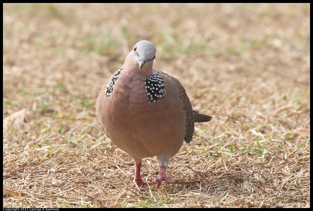 0217-092527-04.jpg - Spotted-necked Dove
