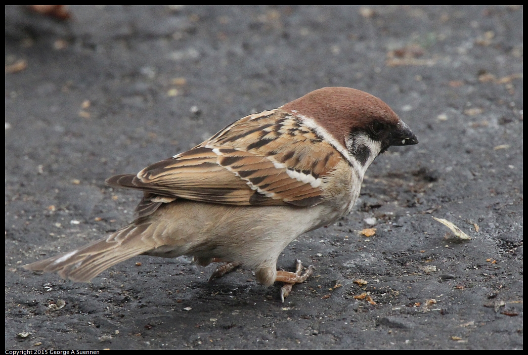 0217-101119-01.jpg - Eurasian Tree Sparrow