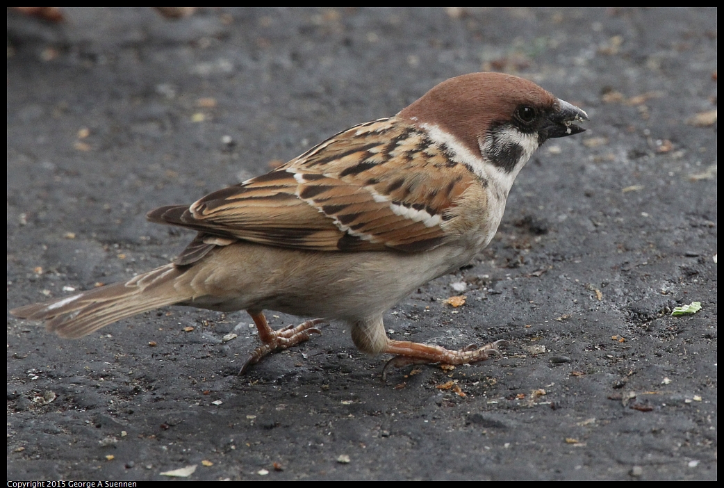 0217-101120-04.jpg - Eurasian Tree Sparrow