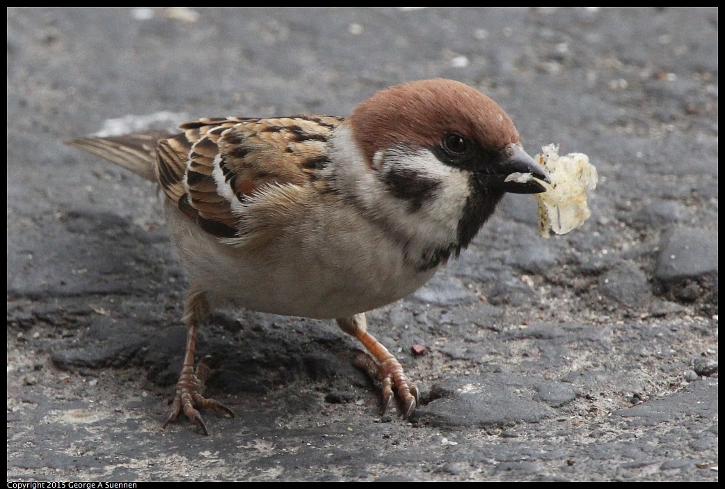 0217-101128-01.jpg - Eurasian Tree Sparrow