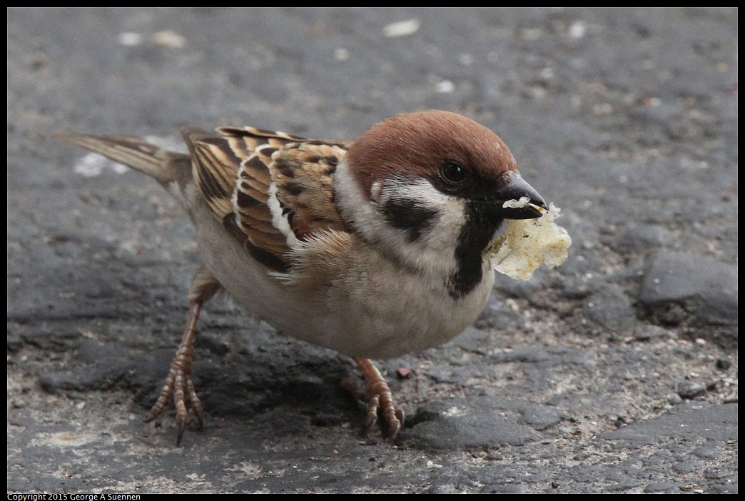 0217-101128-02.jpg - Eurasian Tree Sparrow