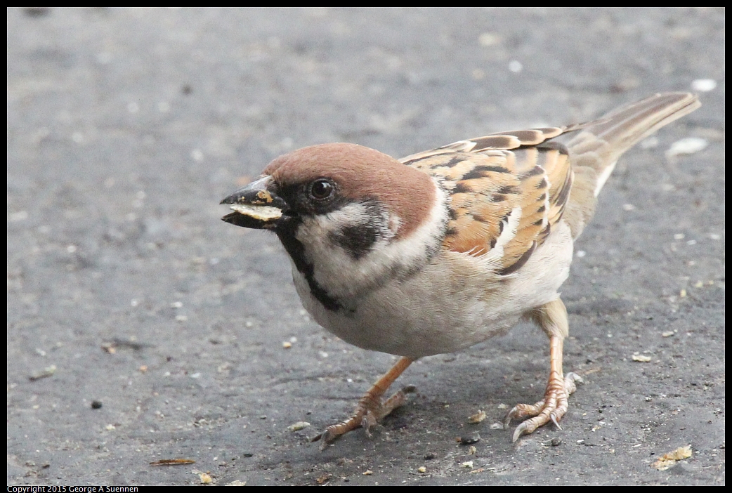 0217-101149-01.jpg - Eurasian Tree Sparrow