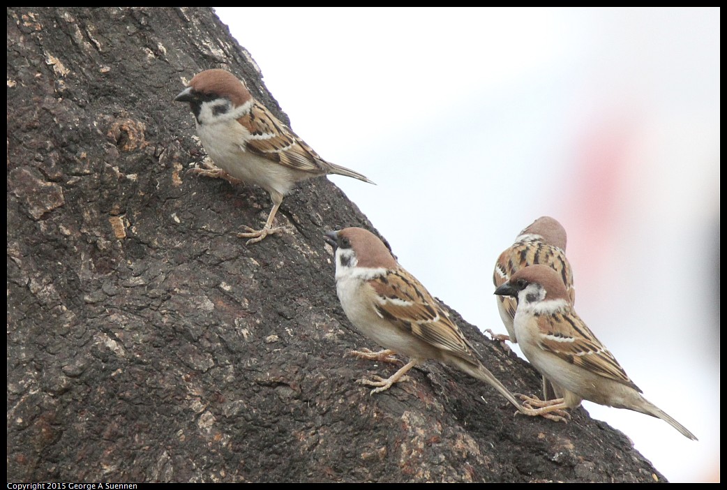 0221-113841-02.jpg - Eurasian Tree Sparrow