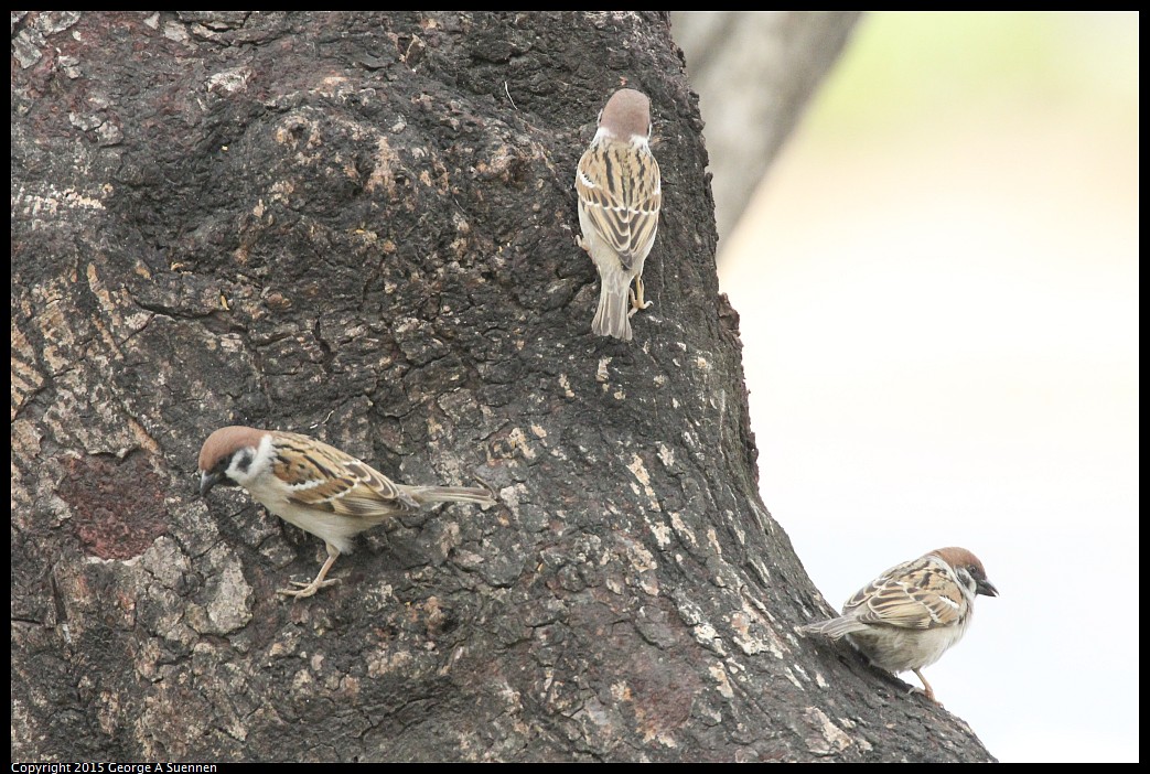 0221-113845-01.jpg - Eurasian Tree Sparrow