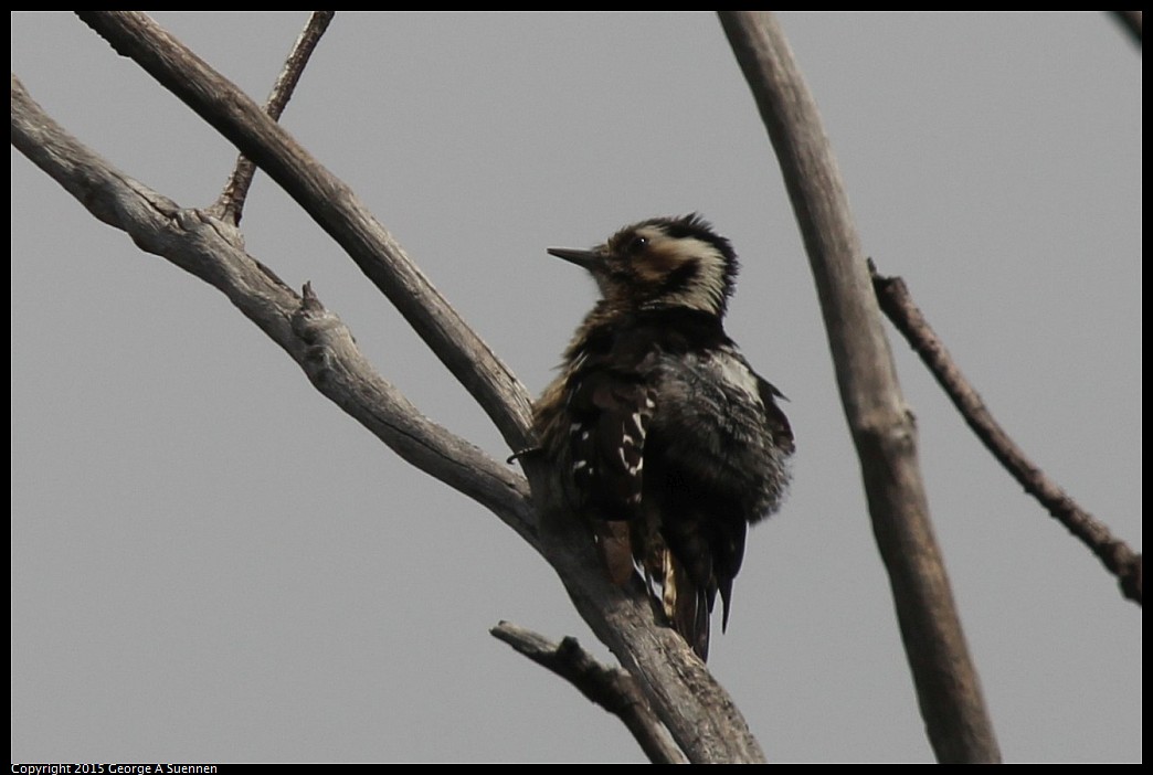 0222-105333-01.jpg - Grey-capped Pygmy Woodpecker
