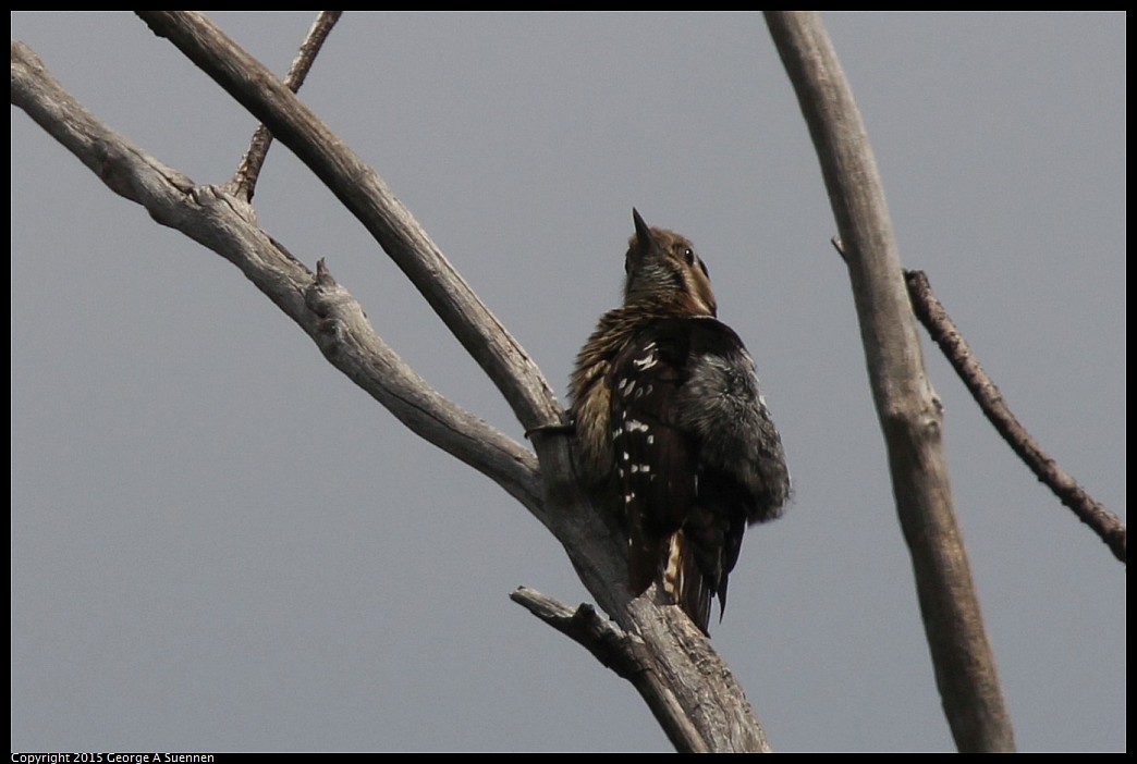 0222-105355-02.jpg - Grey-capped Pygmy Woodpecker