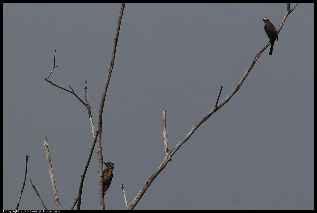 0222-105644-02.jpg - Light-vented Bulbul and Grey-capped Pygmy Woodpecker