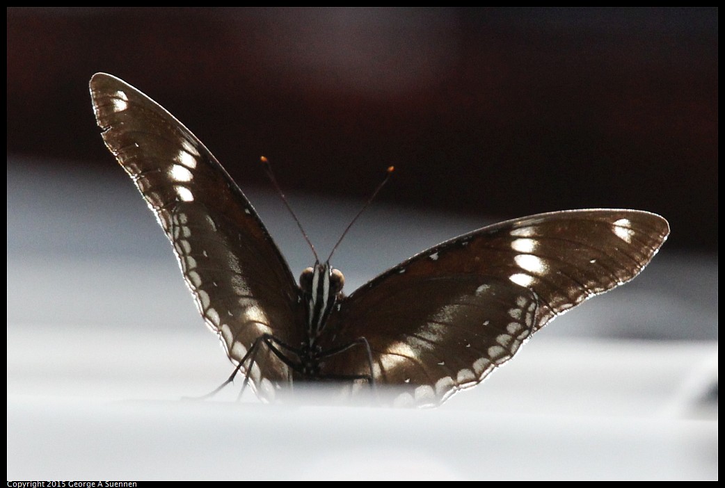 0222-110337-02.jpg - Butterfly