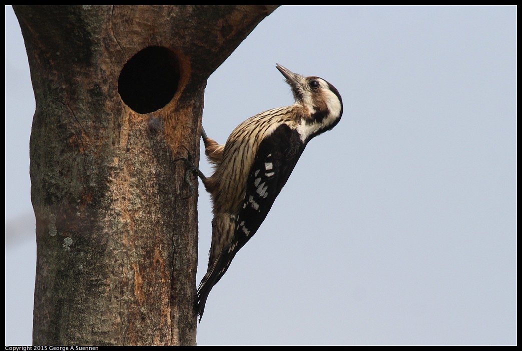 0222-125907-01.jpg - Grey-capped Pygmy Woodpecker
