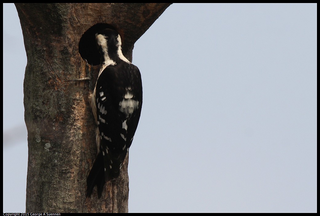 0222-125908-02.jpg - Grey-capped Pygmy Woodpecker