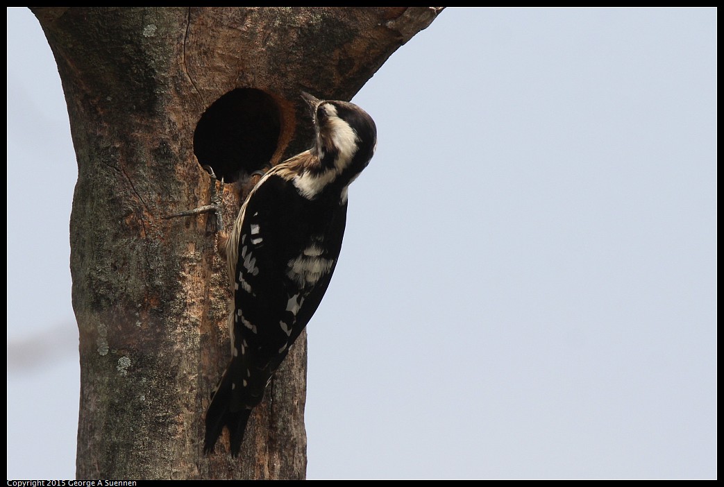 0222-125909-01.jpg - Grey-capped Pygmy Woodpecker
