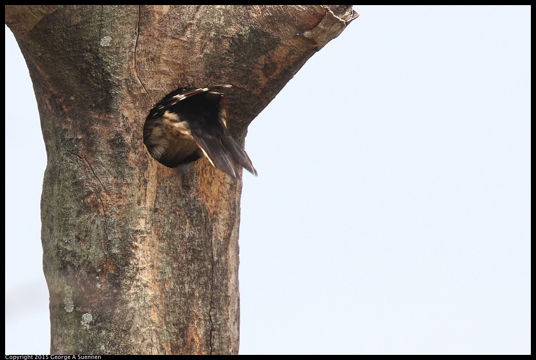 0222-125910-05.jpg - Grey-capped Pygmy Woodpecker