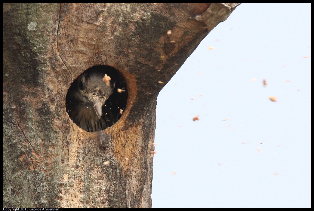 0222-130012-01.jpg - Grey-capped Pygmy Woodpecker