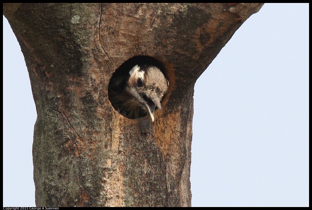 0222-130024-03.jpg - Grey-capped Pygmy Woodpecker