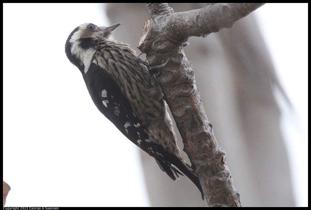 0222-165417-01.jpg - Grey-capped Pygmy Woodpecker