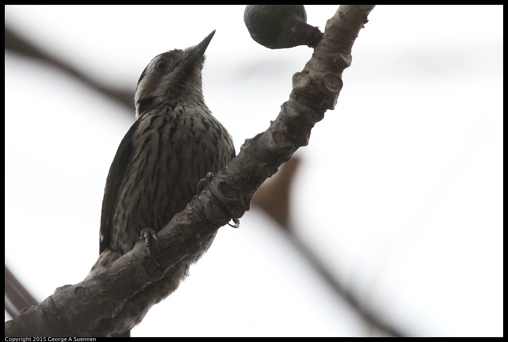 0222-165433-02.jpg - Grey-capped Pygmy Woodpecker