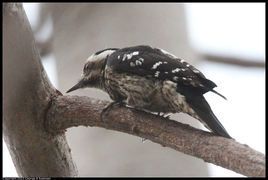 0222-165443-01.jpg - Grey-capped Pygmy Woodpecker