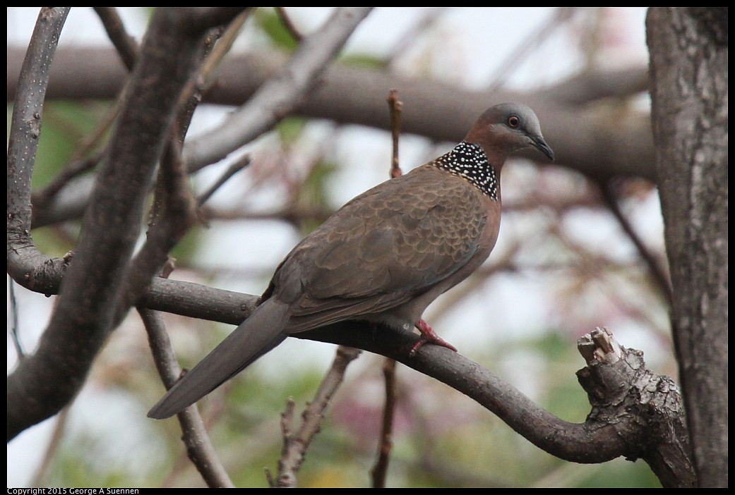 0223-124959-01.jpg - Spotted-necked Dove