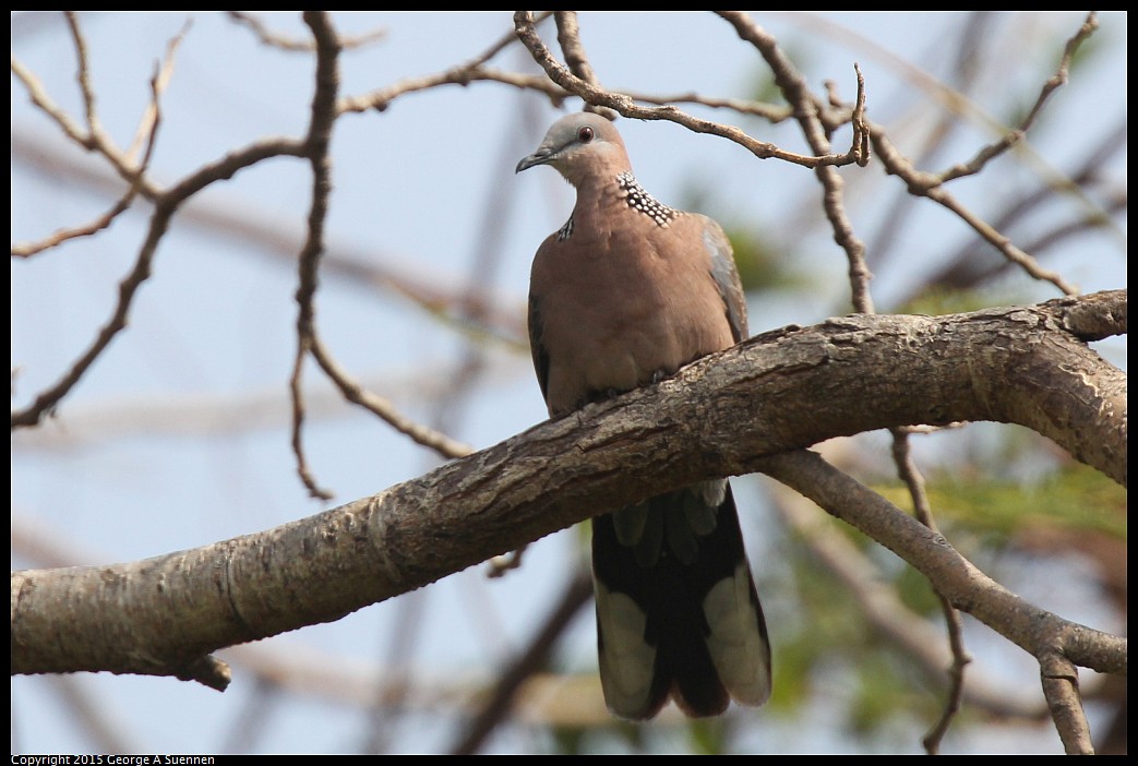 0225-095815-02.jpg - Spotted-necked Dove