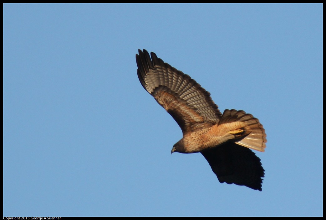 0302-090822-01.jpg - Red-tailed Hawk