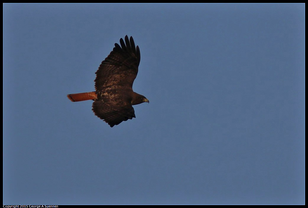 0302-090827-03.jpg - Red-tailed Hawk