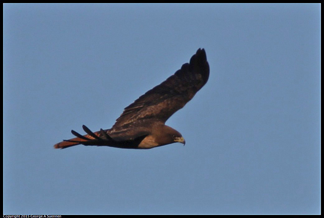 0302-090828-03.jpg - Red-tailed Hawk